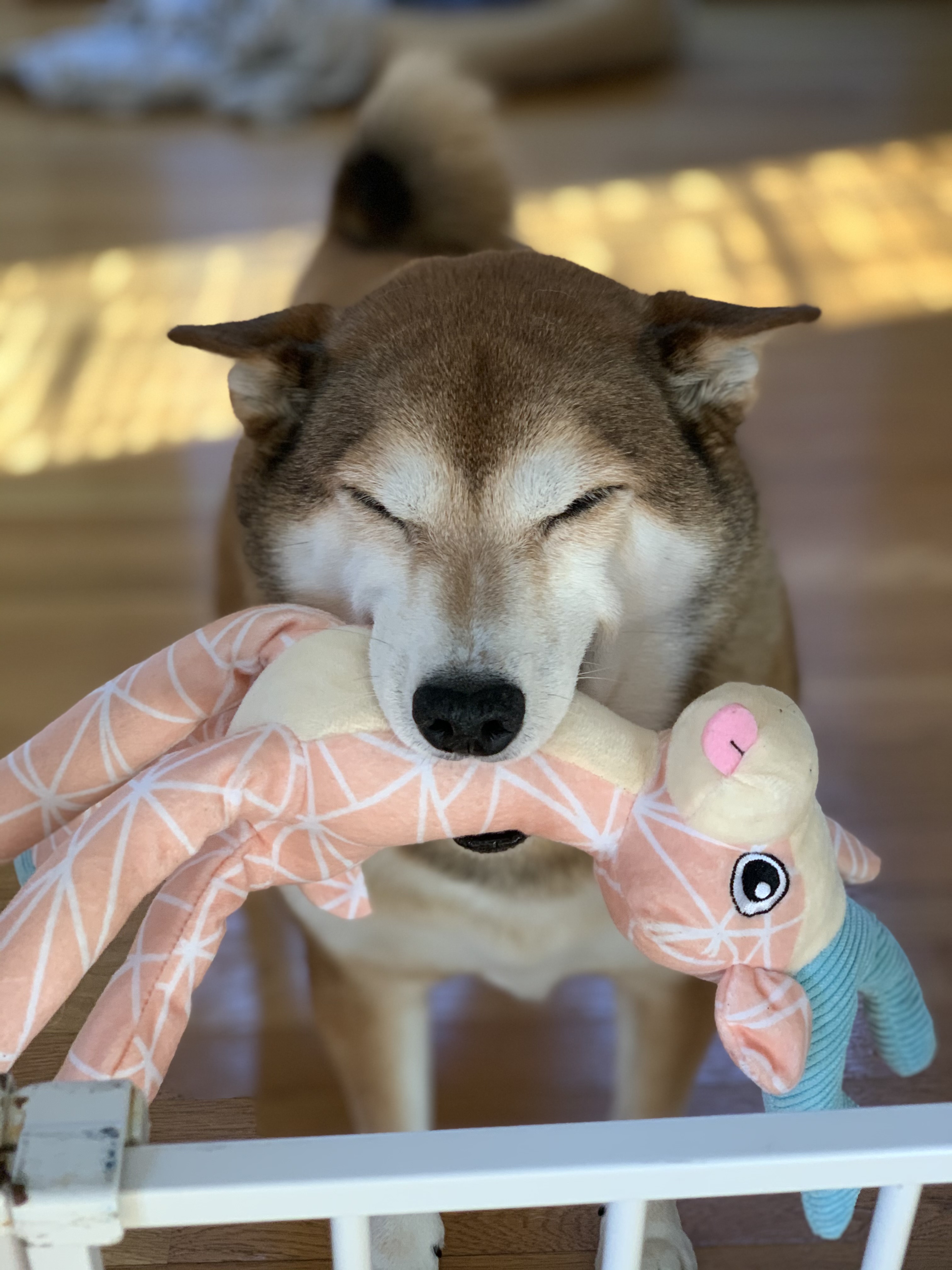Kali the Shiba Inu